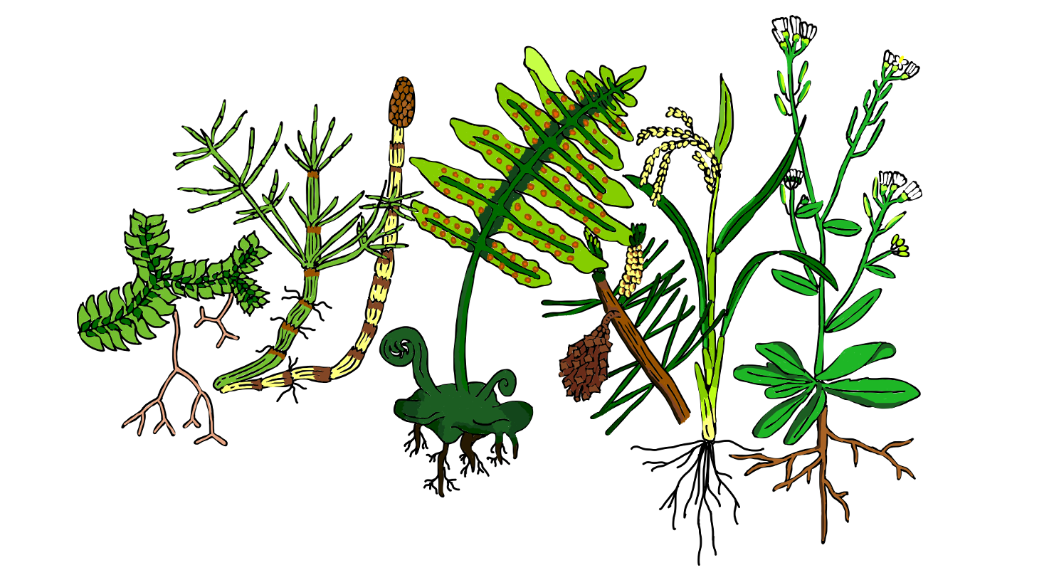 Evolutionary conserved regulators of vascular development