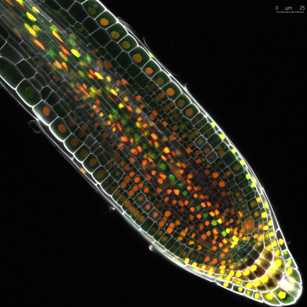 Research Topic: Cellular mechanisms of division orientation