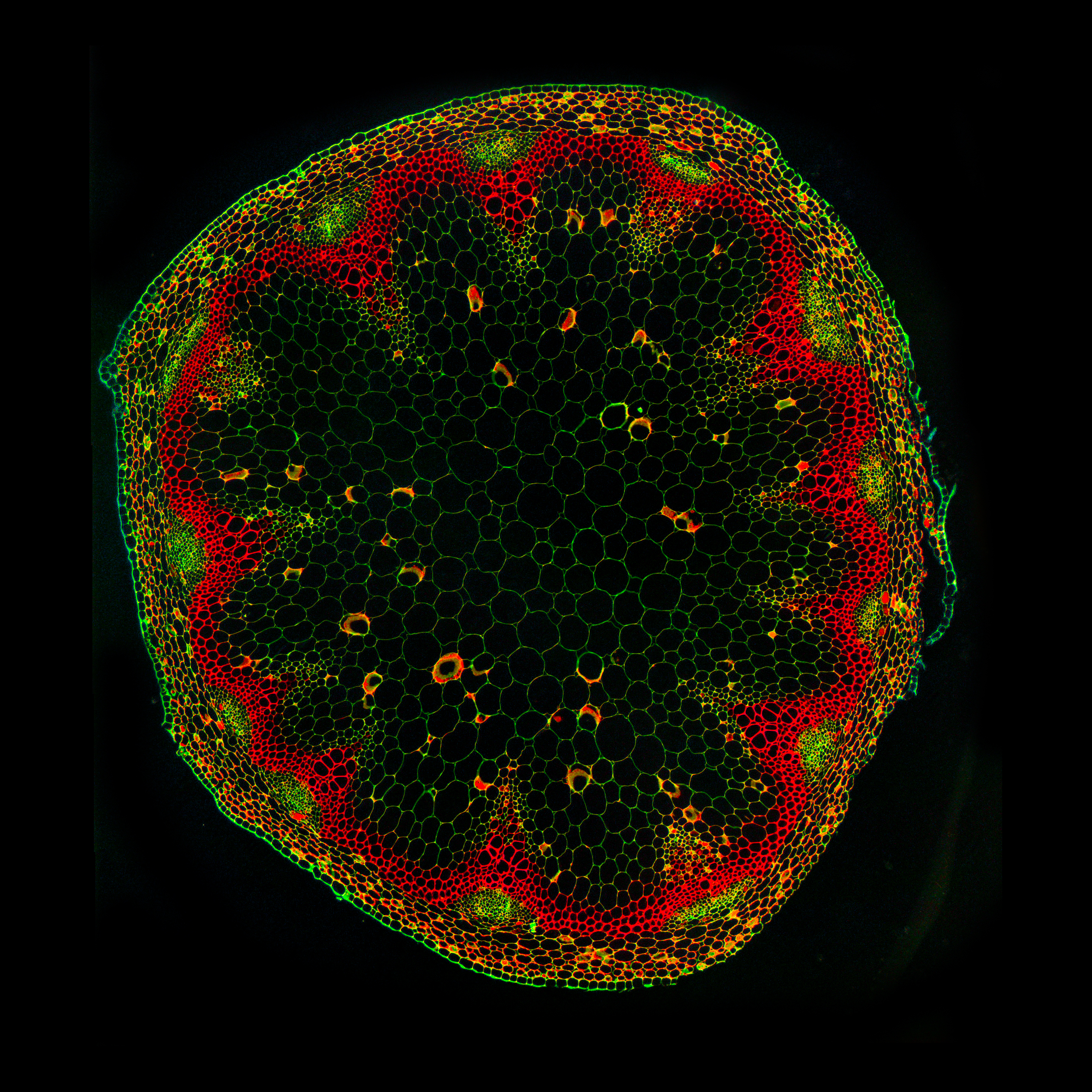 Research Topic: Cellular mechanisms of division orientation