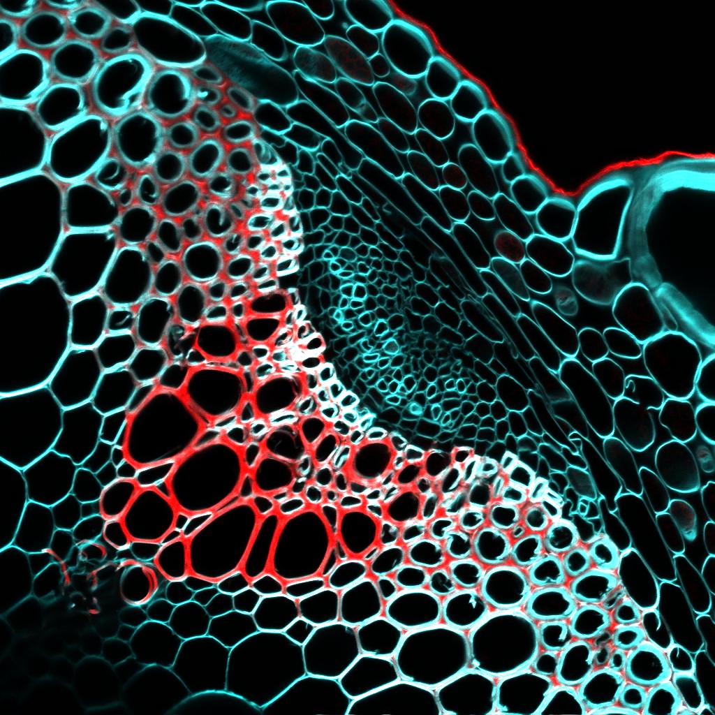 Research topic: The molecular basis of xylem development