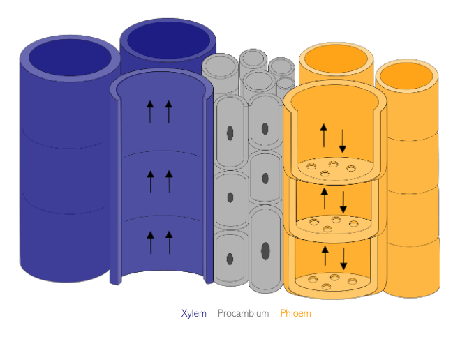 vascular tissues