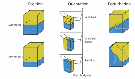 division orientation