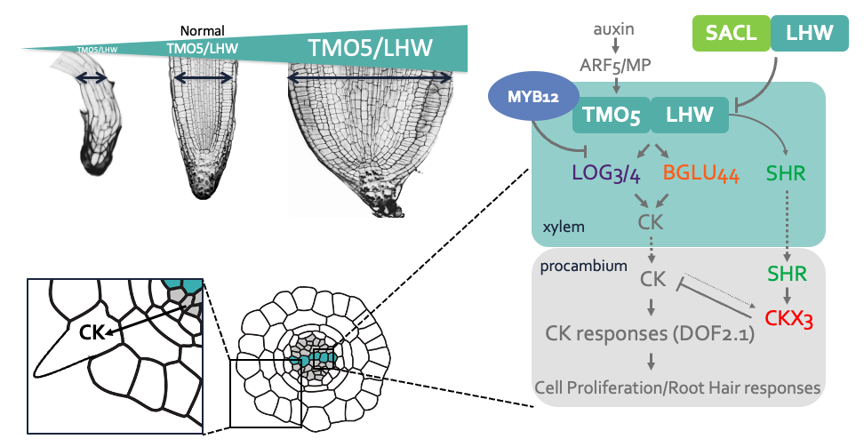 TMO5/LHW pathway